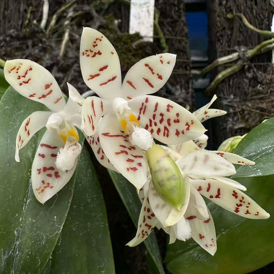 White orchid with red spots and yellow markings in bloom