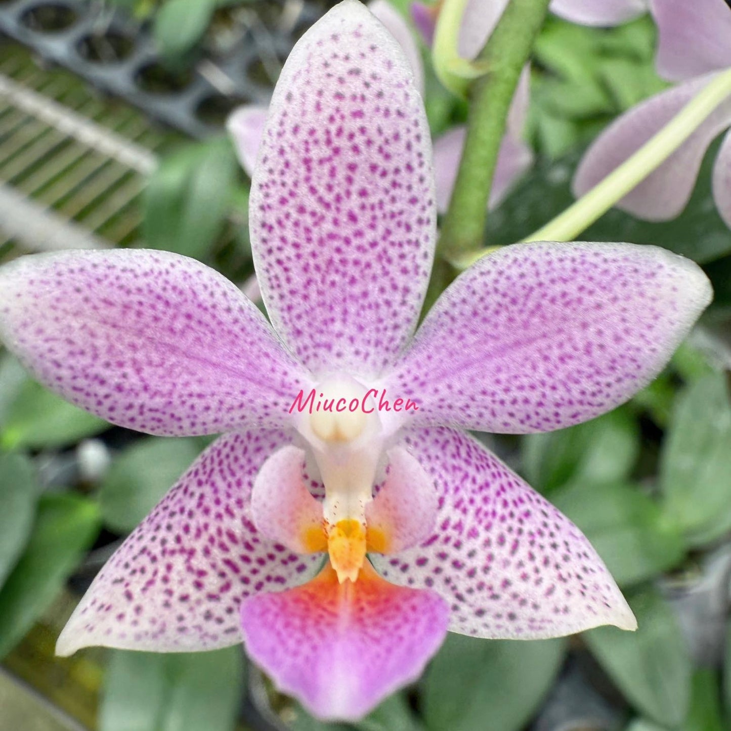 Phal. Bernice Maskin