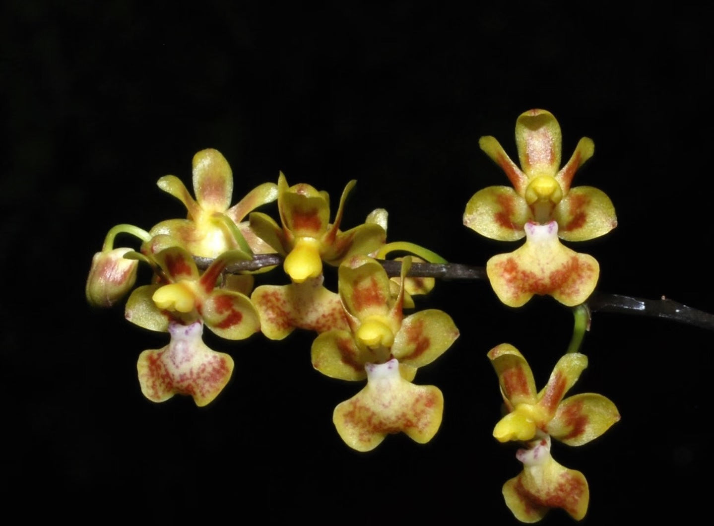 HCorchids