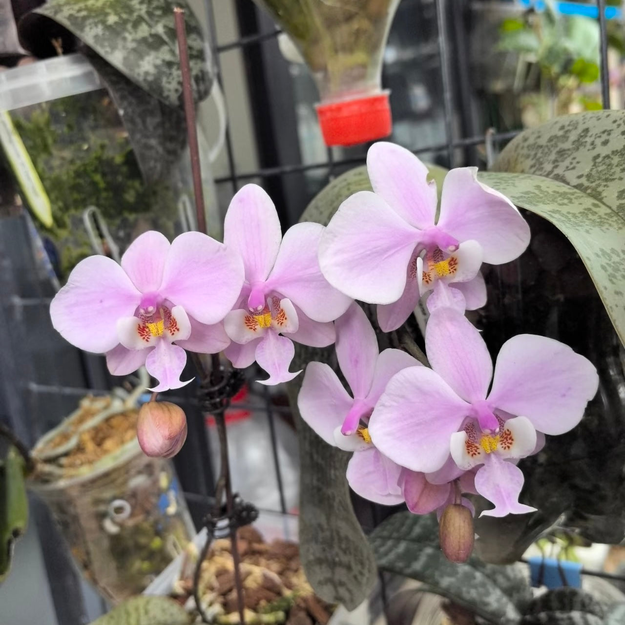 BTS66 - Phal. schilleriana ‘Sliver Fox’ x Phal. schilleriana ‘Sliver Dragon’