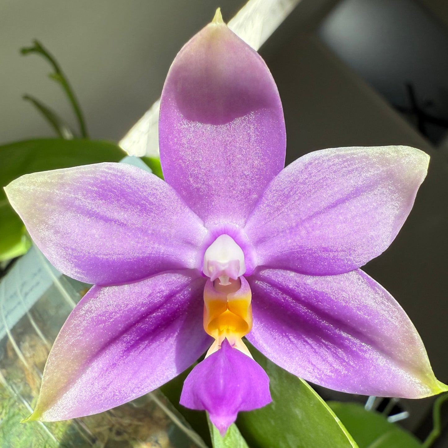 Phal. Yang Yang Blue Bellina x Lee Wai Queen orchid with deep purple petals and a bright yellow and purple lip, illuminated by sunlight.