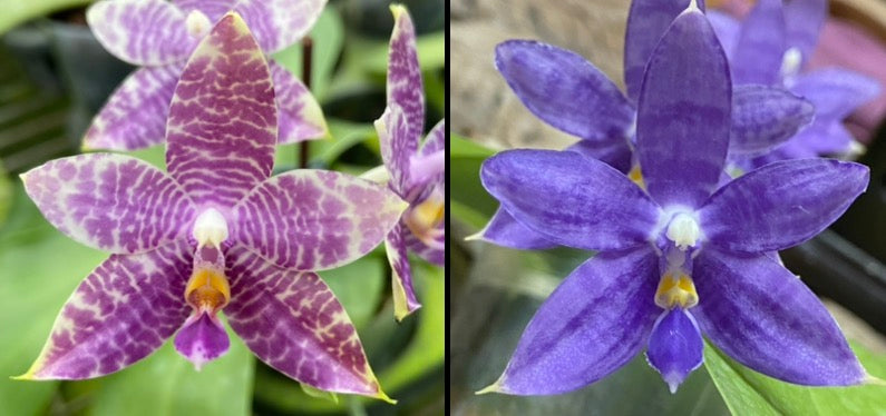 Compot QA073 - Phal. Mainshow Blue Wave x Phal. Mainshow Blue Tint