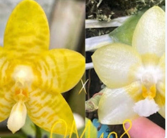 Phal. Mainshow Yellow Bird dark yellow x Yaphon Lover