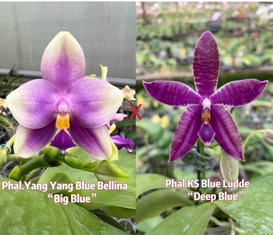 Phal. Yang Yang Blue Bellina x Phal. KS Blue Ludde