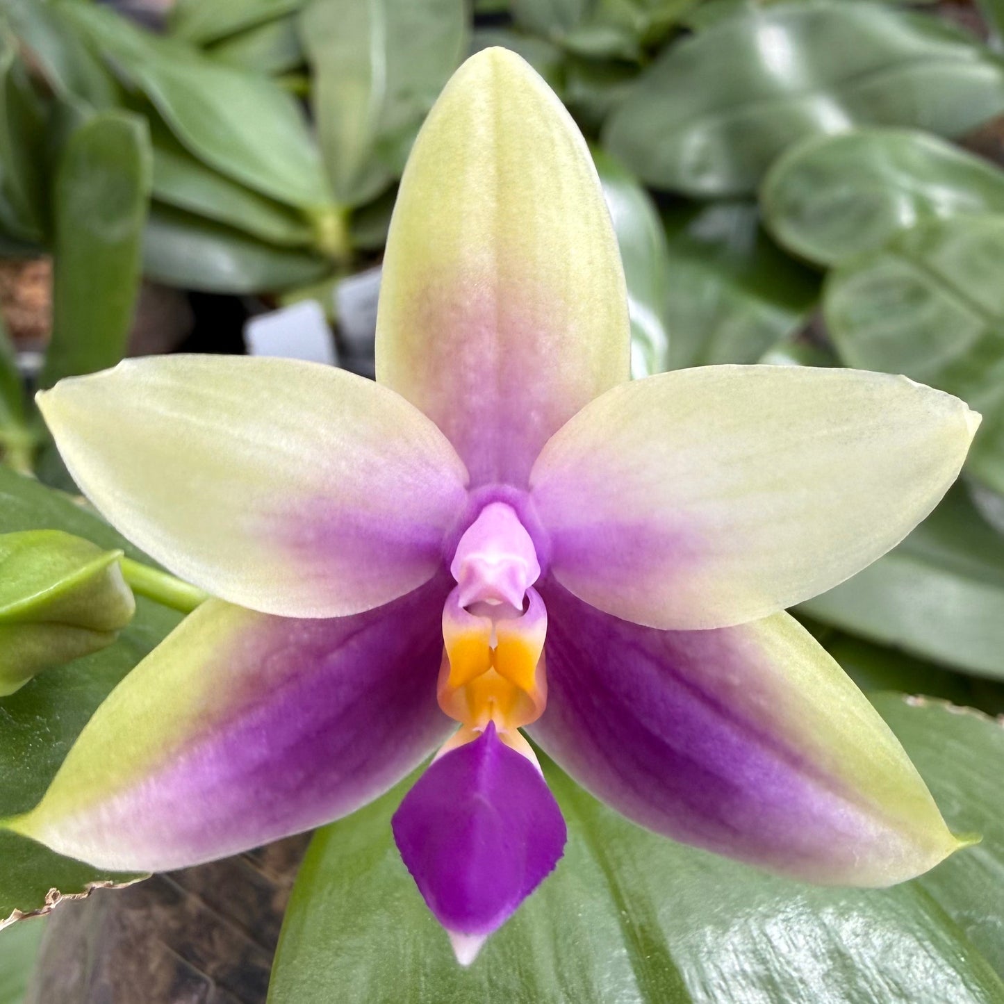 Phalaenopsis ((Peter Blue Diamond x Samera) x Yang Yang Blue Bellina)