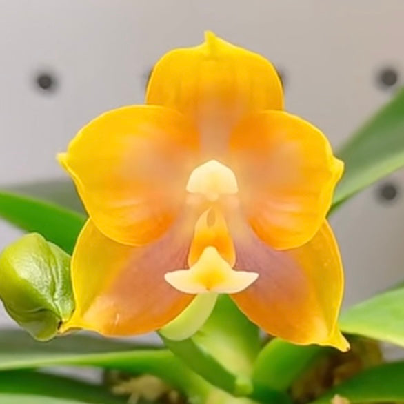 BTA503 - Phal. Chang Maw Jade x Phal. Mituo Princess ‘B-10’