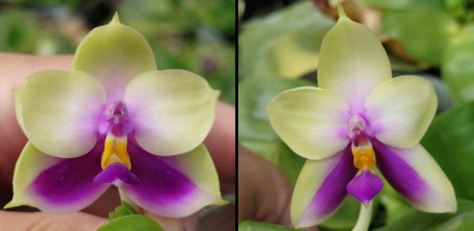 Phal. bellina coerulea x sib