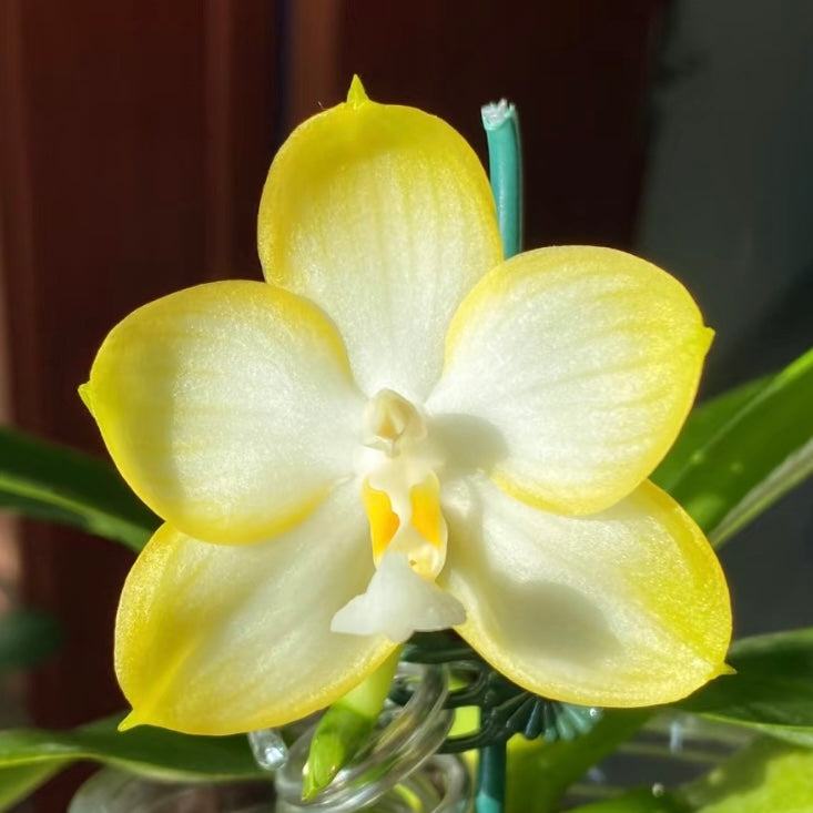 Single Phal. Patti Lee orchid flower with vibrant yellow edges and white center, a fragrant novelty phalaenopsis for indoor plant decor and gifting.