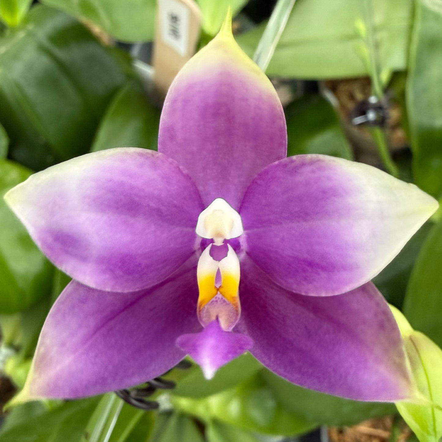 Phalaenopsis BKH 2397