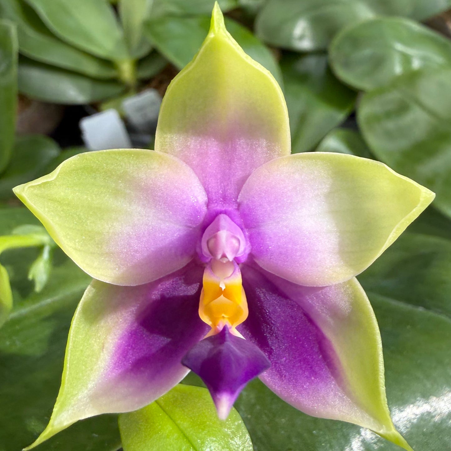 Phalaenopsis bellina coerulea Select