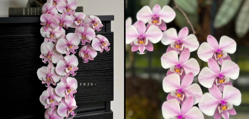 Pink and white Phalaenopsis orchid cascading from black pot