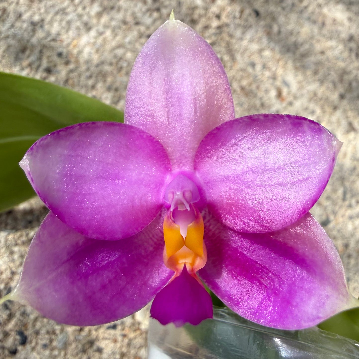 Phalaenopsis BKH 2320A