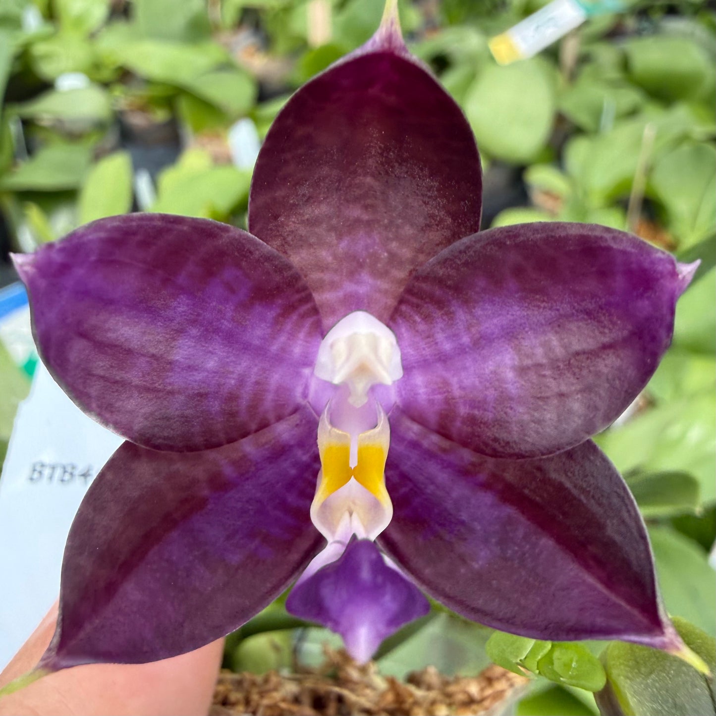Phalaenopsis BT Black Jack