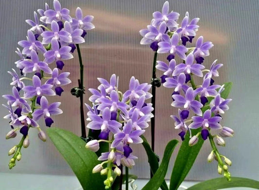 Phal. Summer Rose “Blue Star”