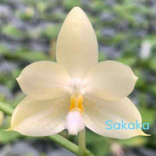 Phal. foresensis x sib