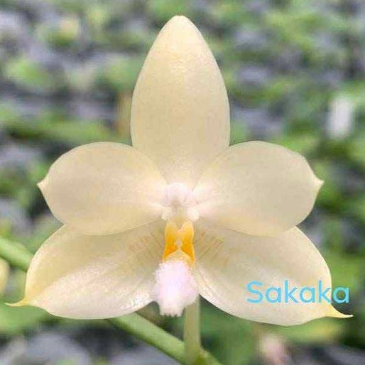 Phal. foresensis x sib