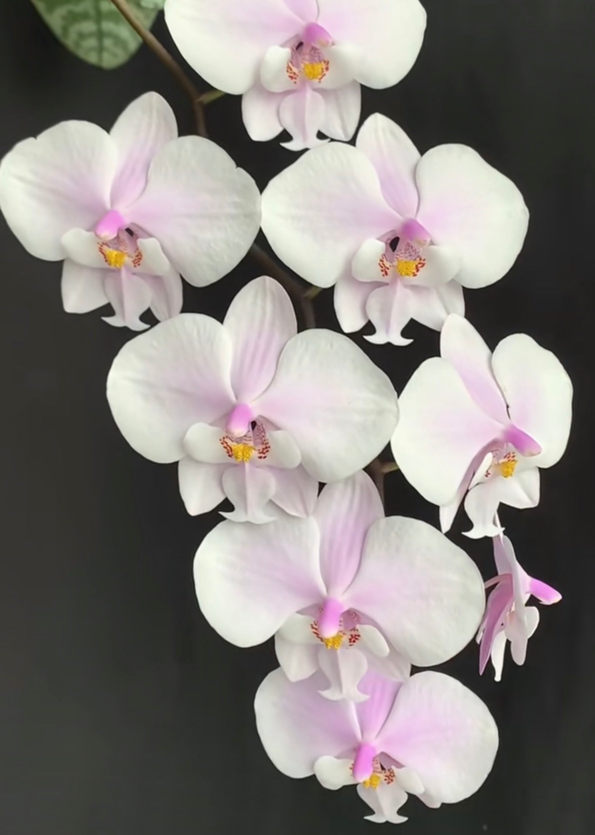 BTS66 - Phal. schilleriana ‘Sliver Fox’ x Phal. schilleriana ‘Sliver Dragon’