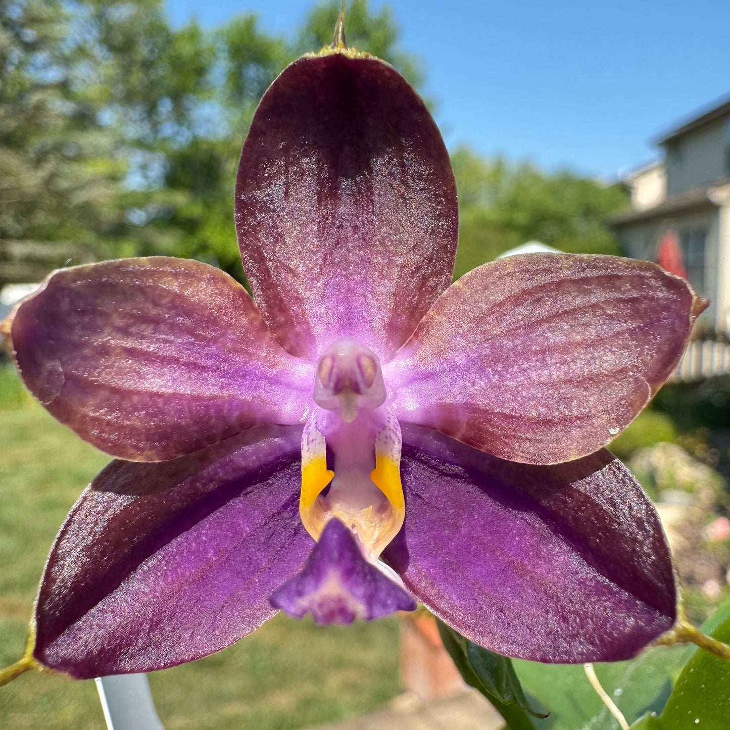 Phal. Mituo Blue Moon