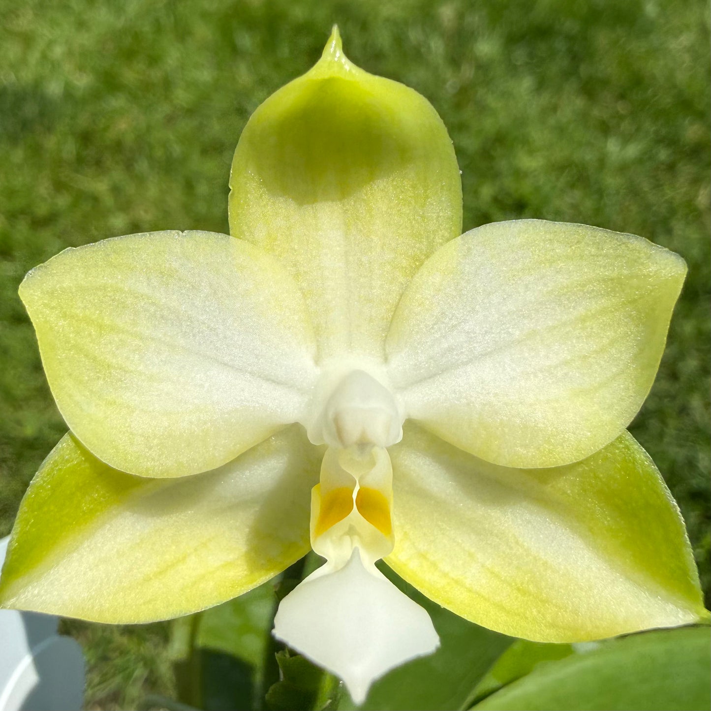 Phalaenopsis Freya’s Blue Hope