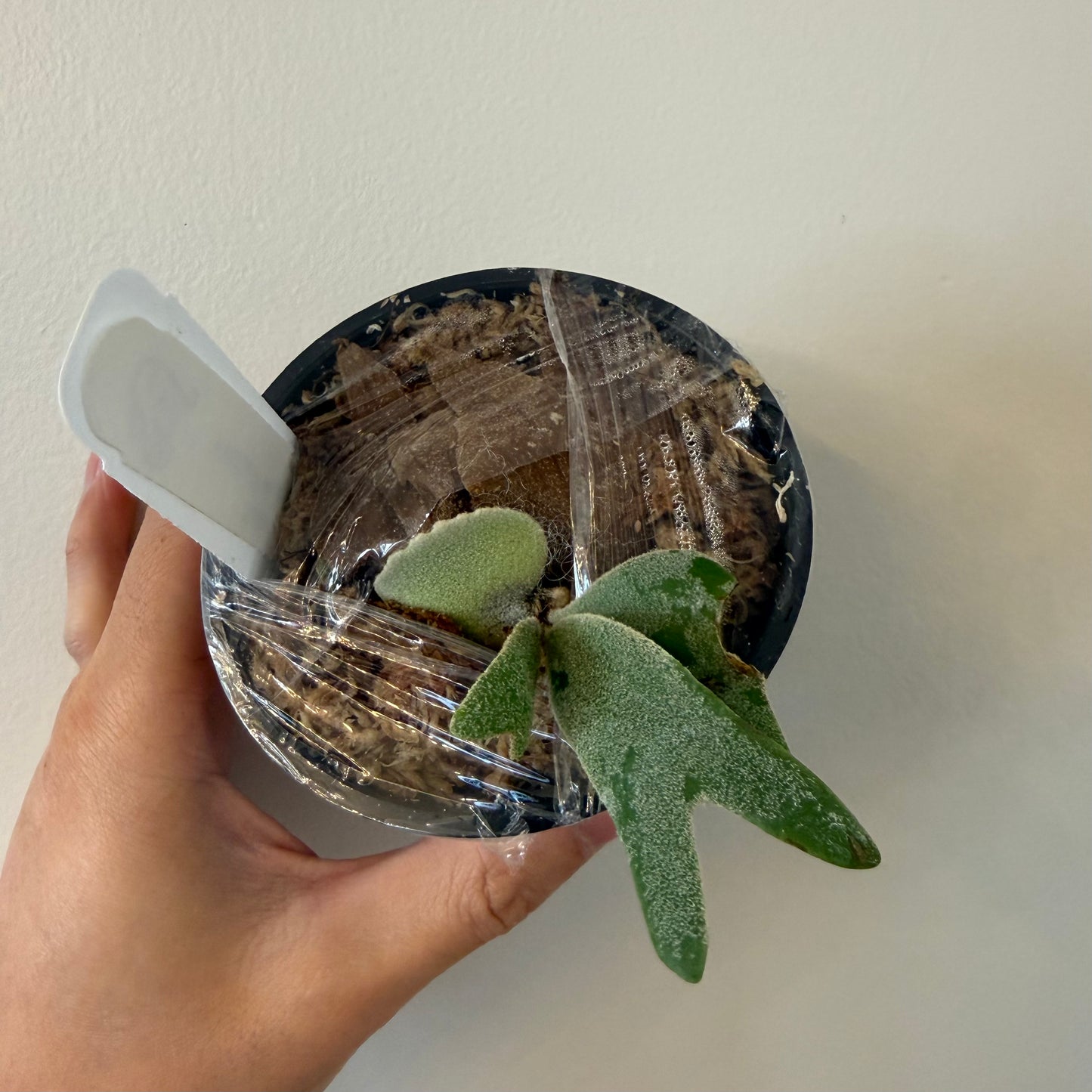 Small Platycerium Willinckii Nook Thin starter plant in a nursery pot with protective wrap, showcasing early growth of staghorn-shaped leaves.