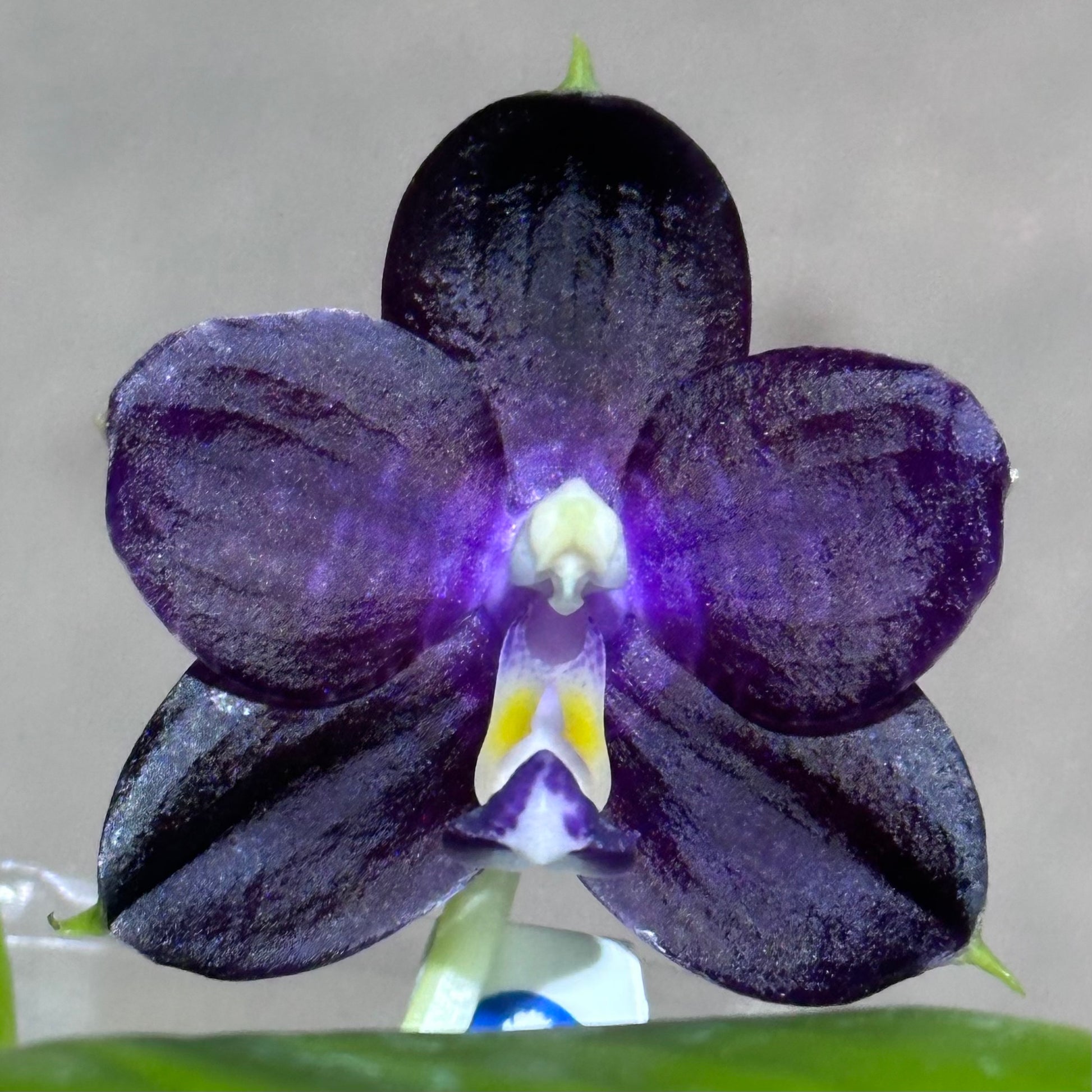 Close-up of Phalaenopsis Lioulin Blue Jewel purple orchid flower