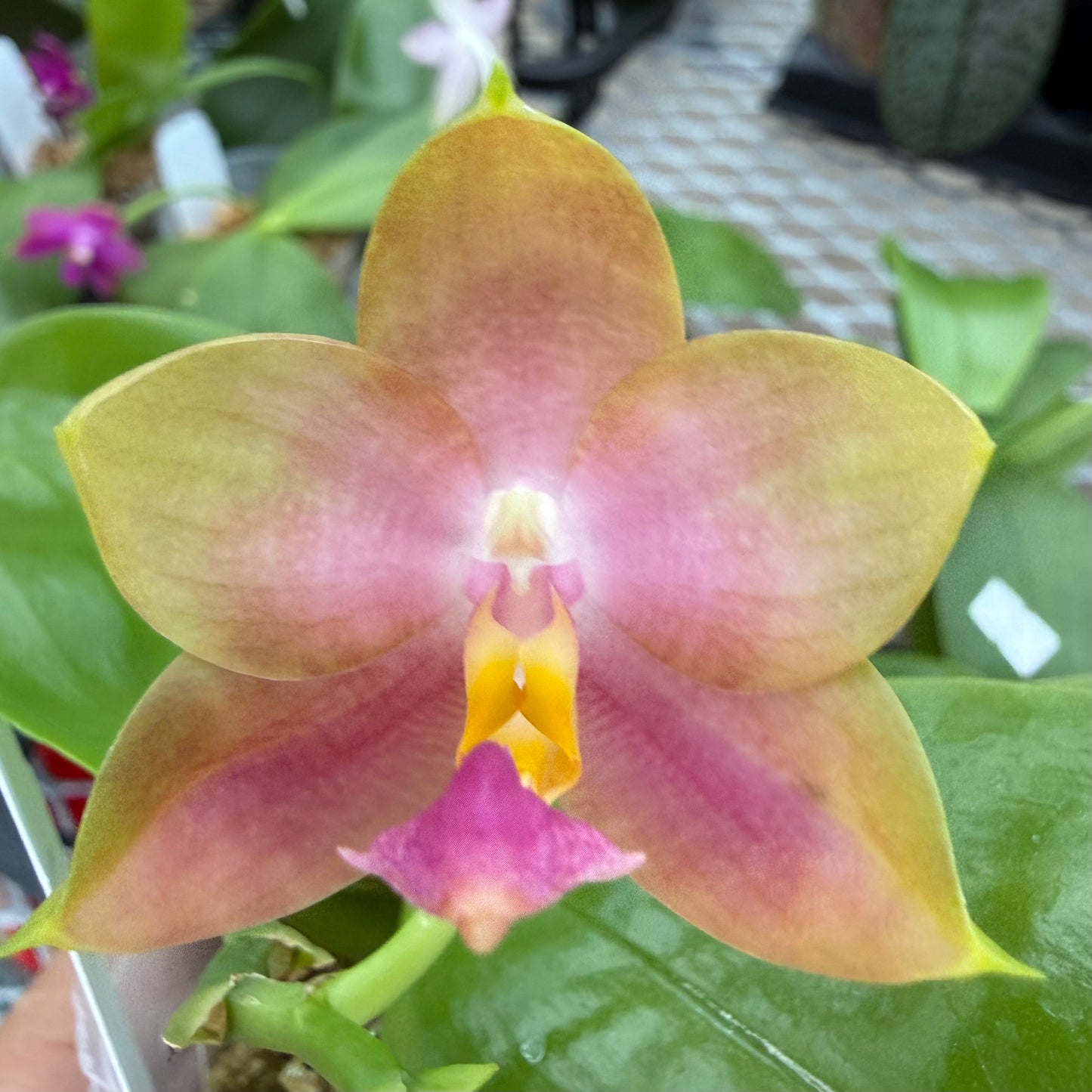 Phalaenopsis BKH 2399
