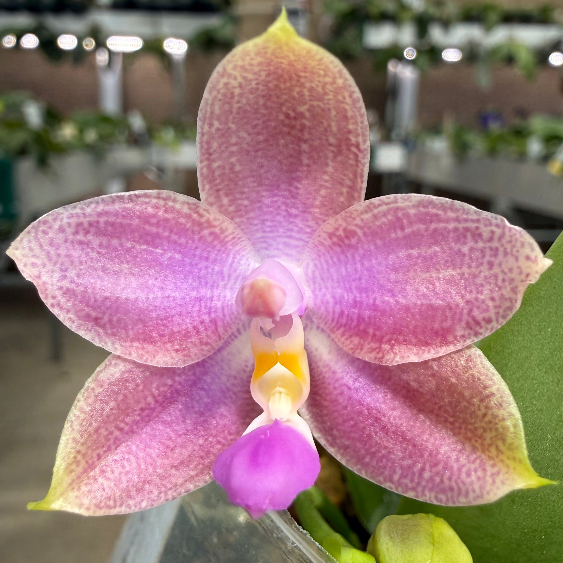 HCorchids