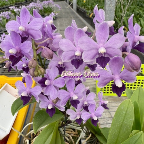 Phal. Tzu Chiang Sapphire ‘Deep Purple’