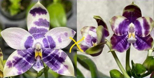 Phal. LL Blue Magpie x Phal. Mituo Blue Warrior