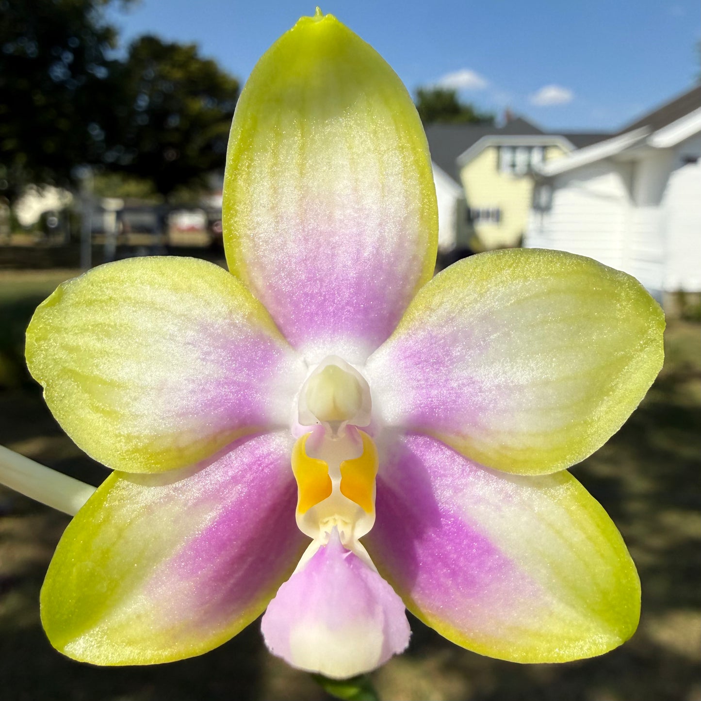 YL79 - Phal. Patti Lee SM/WOC2021