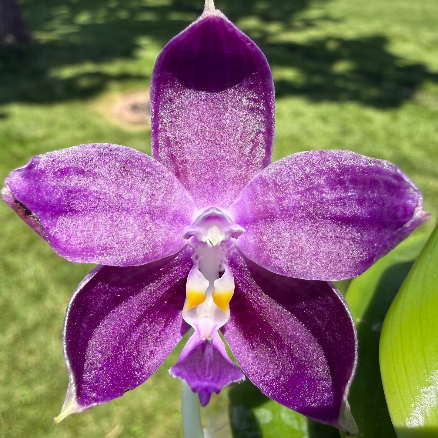Phalaenopsis (Mainshow Blue Elf x Norman’s Blue Jennifer)