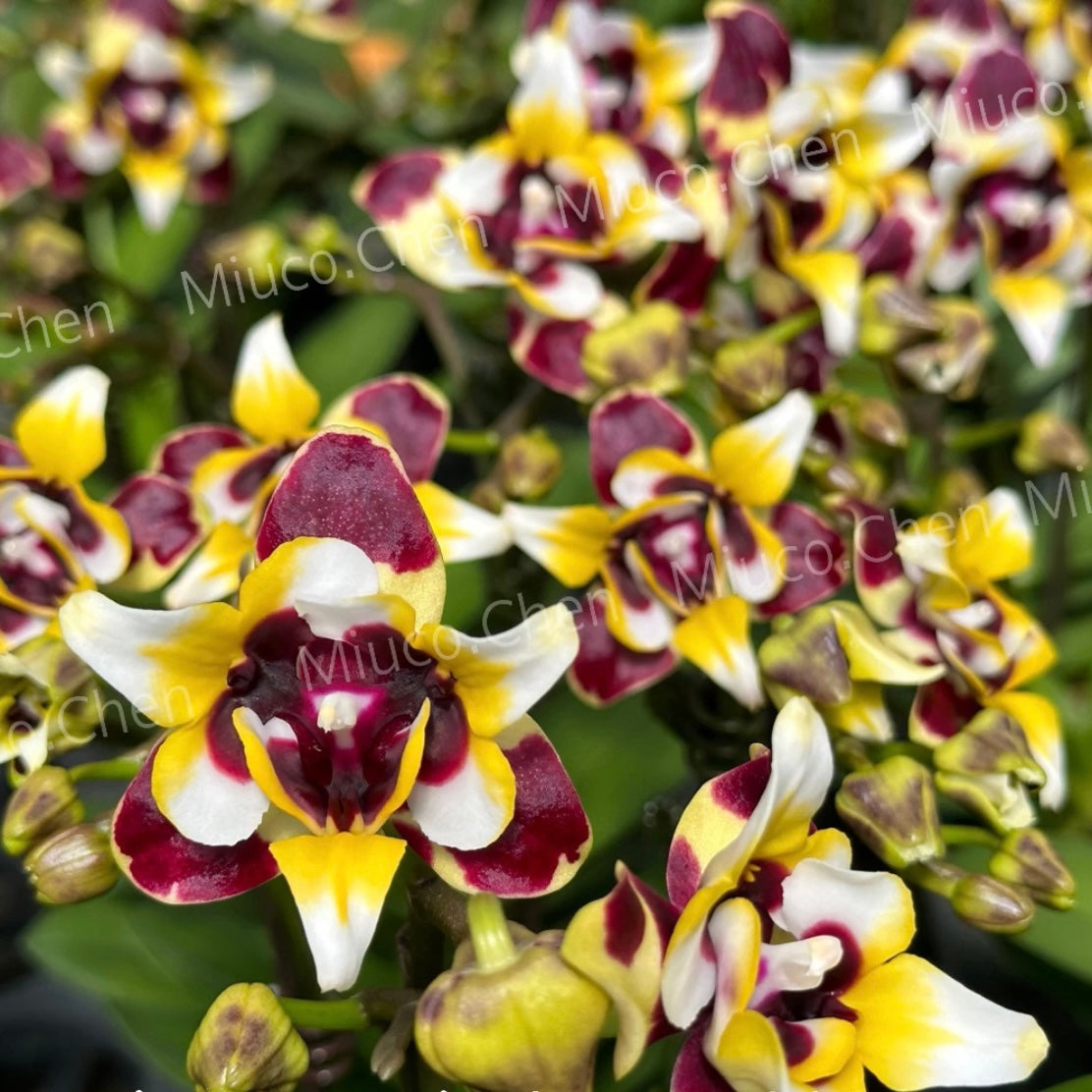 Phalaenopsis Panda Harlequin - Peloric