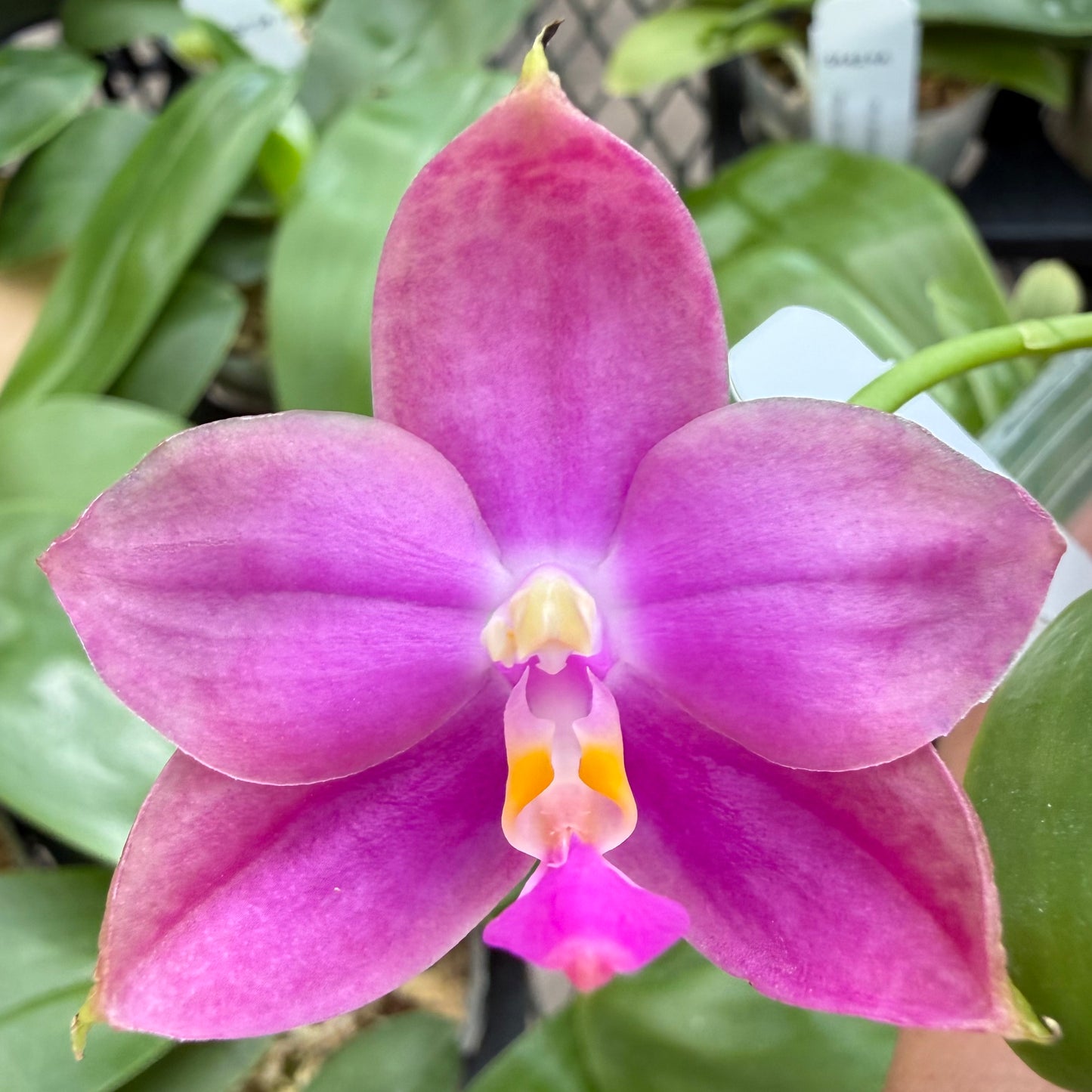 Phalaenopsis ((Mok Choi Yew x SWR GV) x Mituo Reflex Dragon ‘Blue-2’)