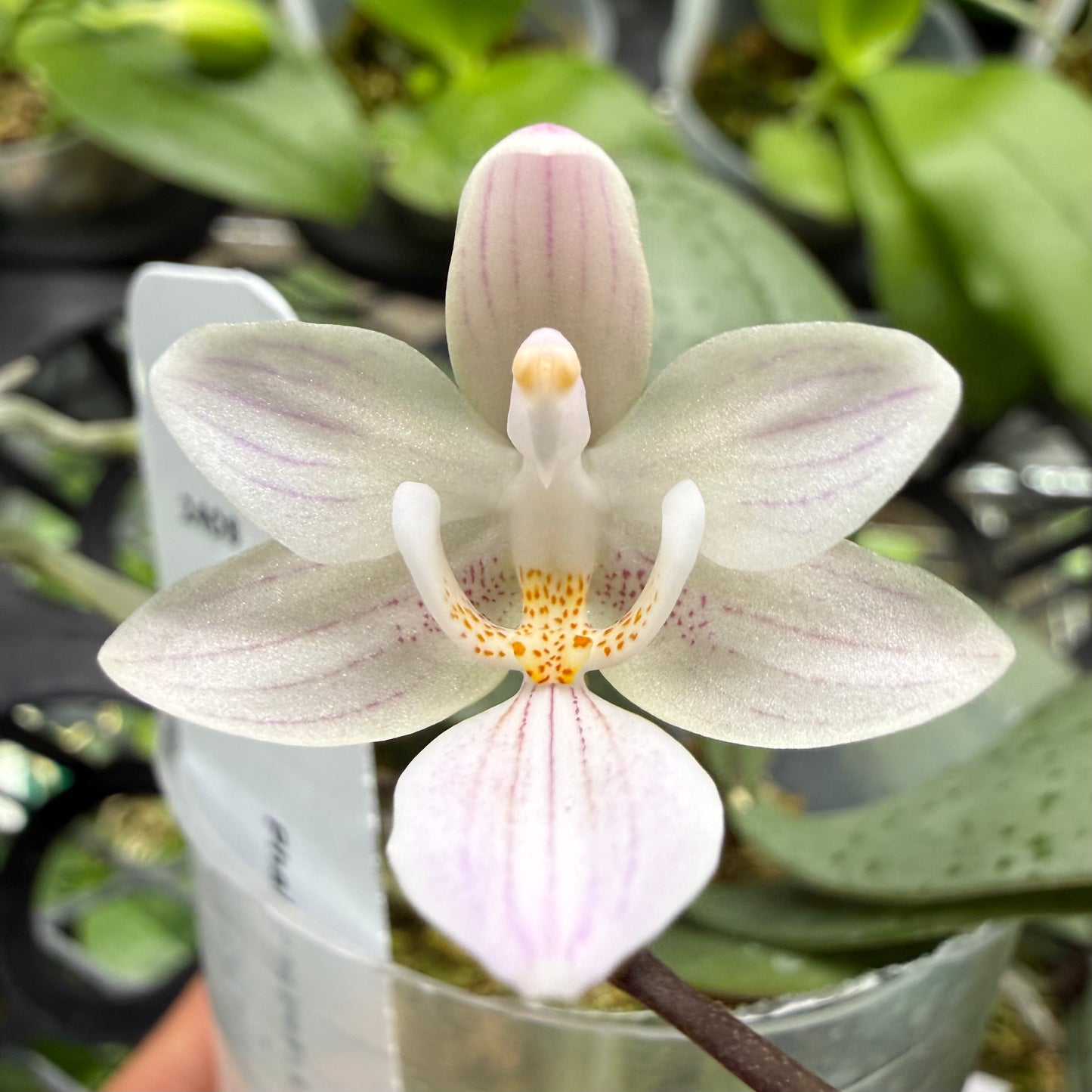 Phalaenopsis (Lindley’s Silver x Freya’s Sakura Rain)