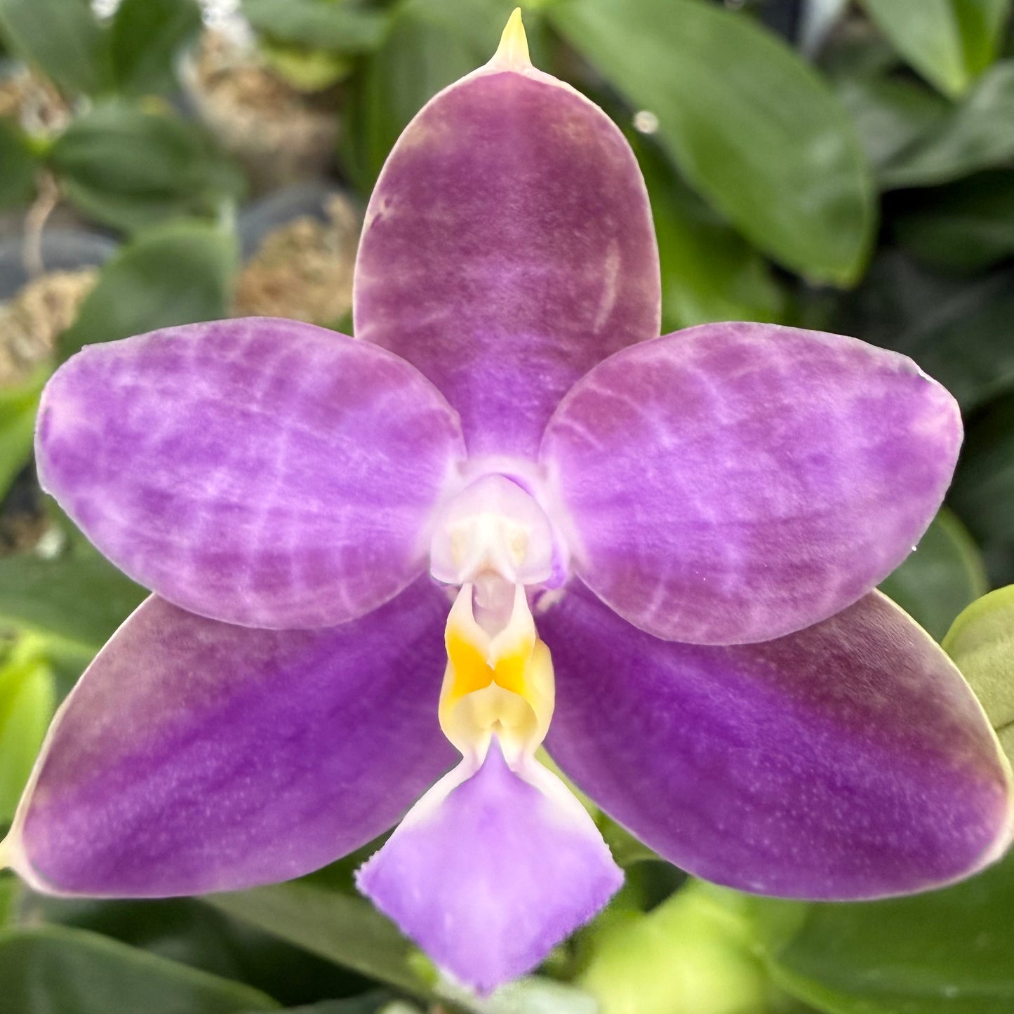 Phalaenopsis (KS Blue Ludde 'Big Spots' x Mainshow Sapphire 'Best')