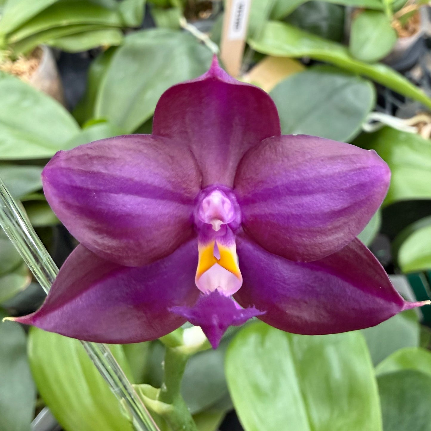 Phalaenopsis BKH 2252