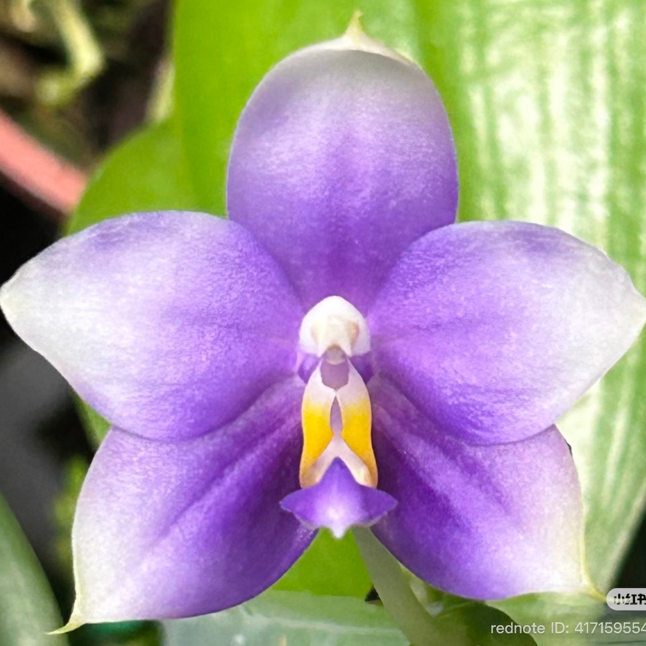 Close-up of purple Phalaenopsis orchid flower