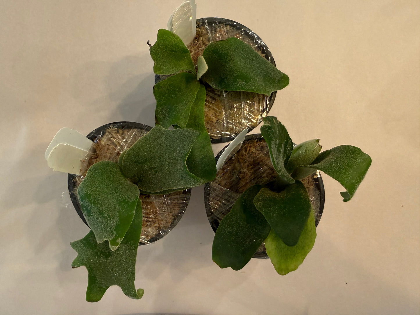 Three young Platycerium Willinckii spore plants in pots with moss substrate, ready for planting in home or garden settings.