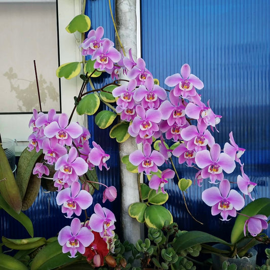 Phalaenopsis schilleriana ‘YL102’