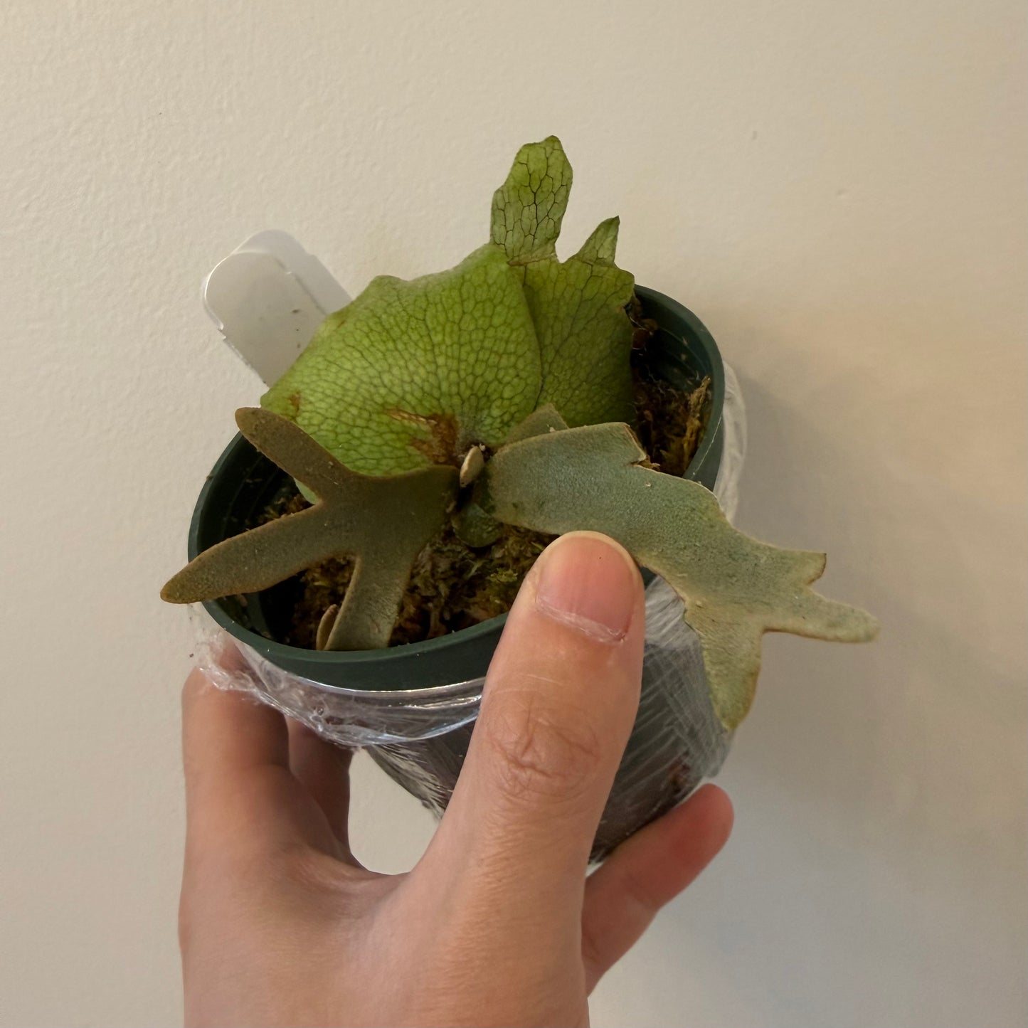 Platycerium Willinckii Spore Plants - Buy Now; young 'Dwarf Select' spore plant in pot, perfect for home & garden plant enthusiasts starting their collection.