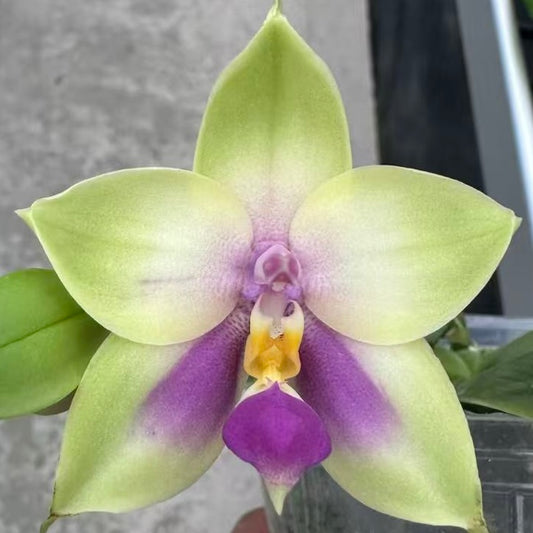 Phal. bellina v.coerulea select#23