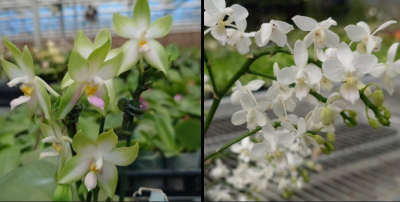 Phal. bellina "Pink" x Phal. equestris alba