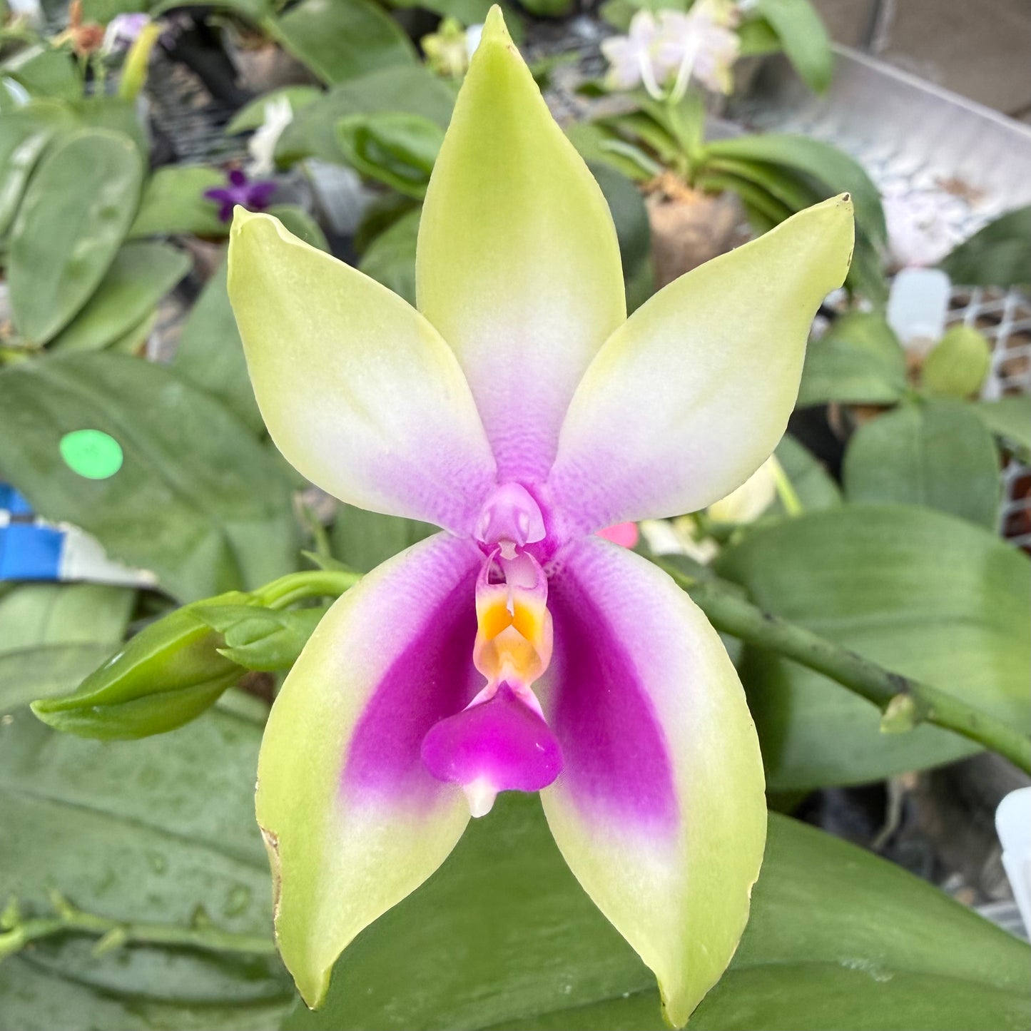 Phalaenopsis bellina Fire Type Select