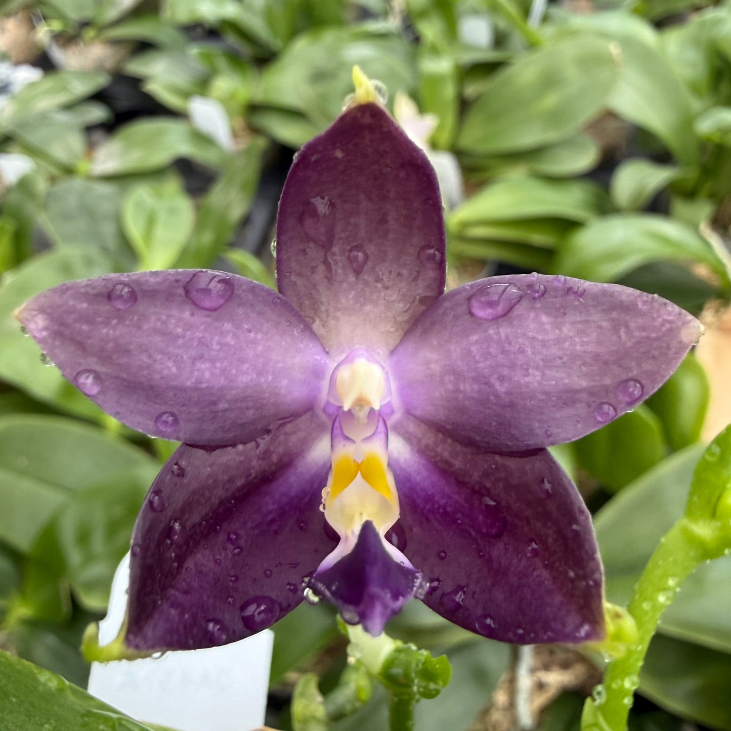 Phalaenopsis Blaine's Magic Sunset