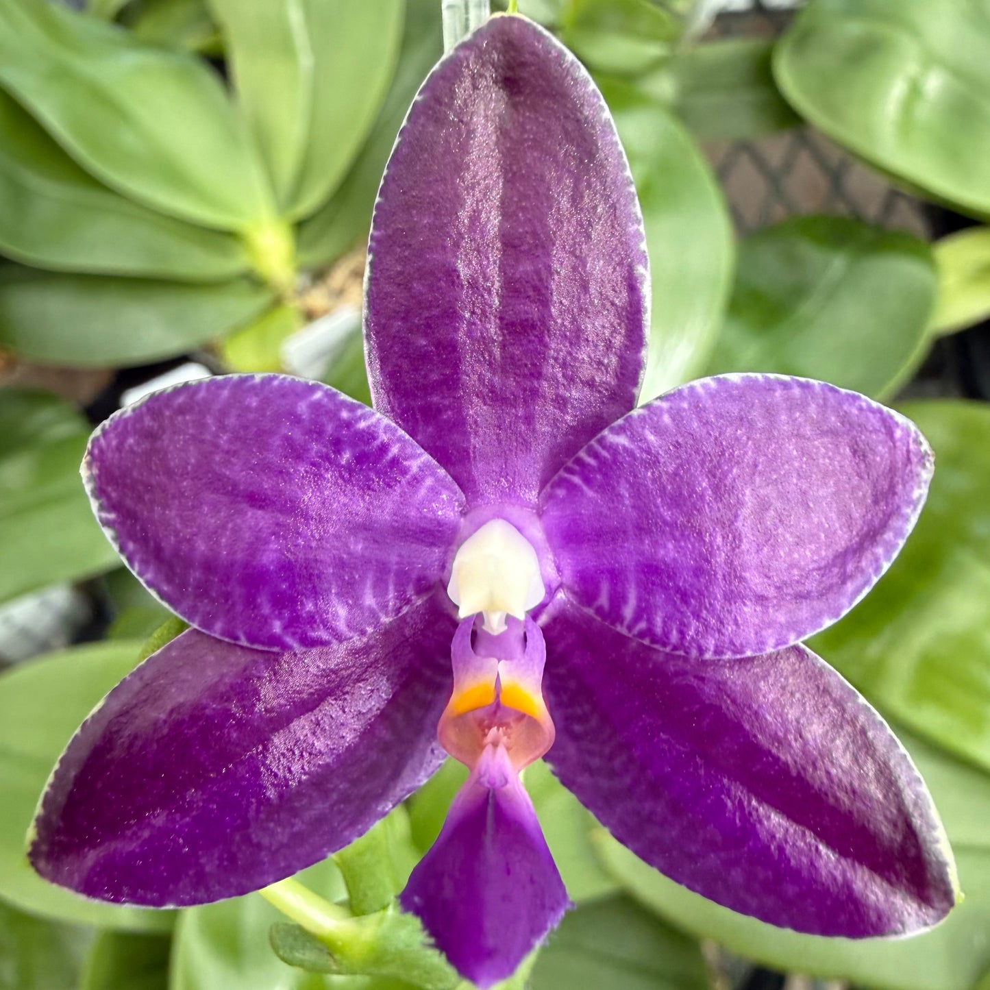 Phalaenopsis MS Blue Sapphire