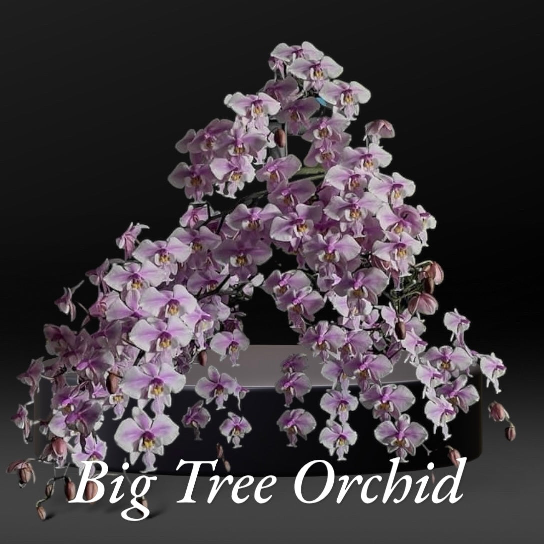 BTM81203 - Phal. schilleriana ‘DS Pride’