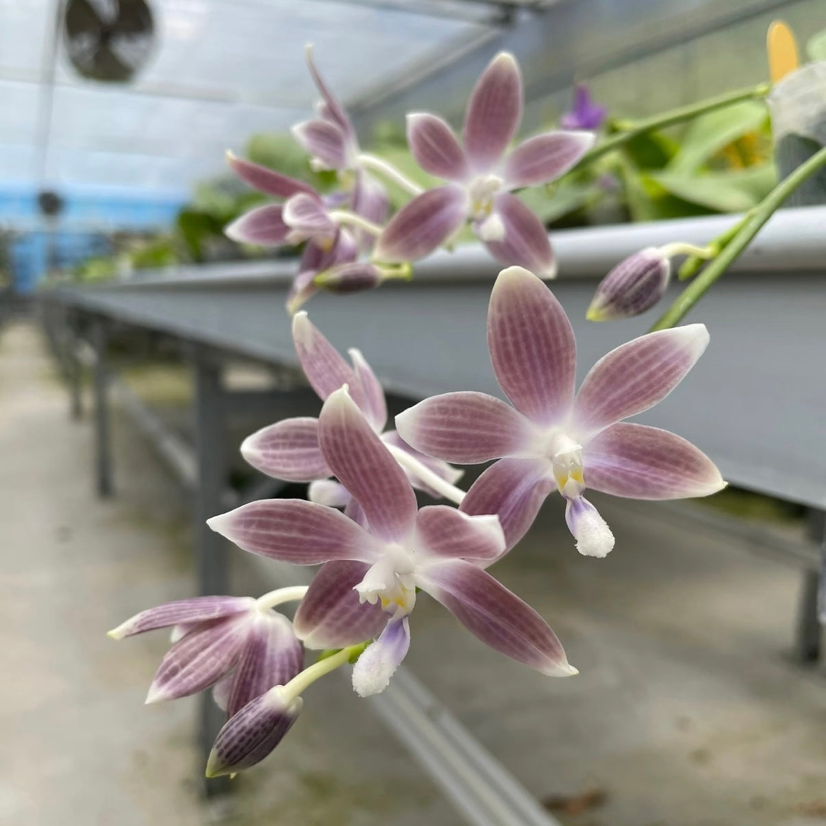 Phal. speciosa ‘Taro’ HCorchids United States novelty orchid with purple-striped petals blooming in a greenhouse setting. Ideal for indoor plant collectors.