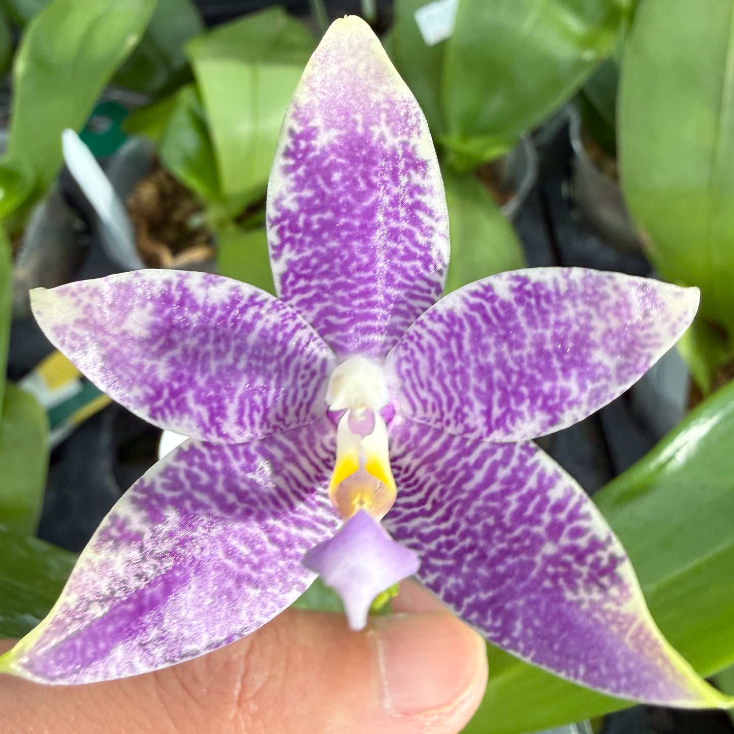 Phalaenopsis (Freya’s Blueberry Jam x Freya’s Deep Blue)