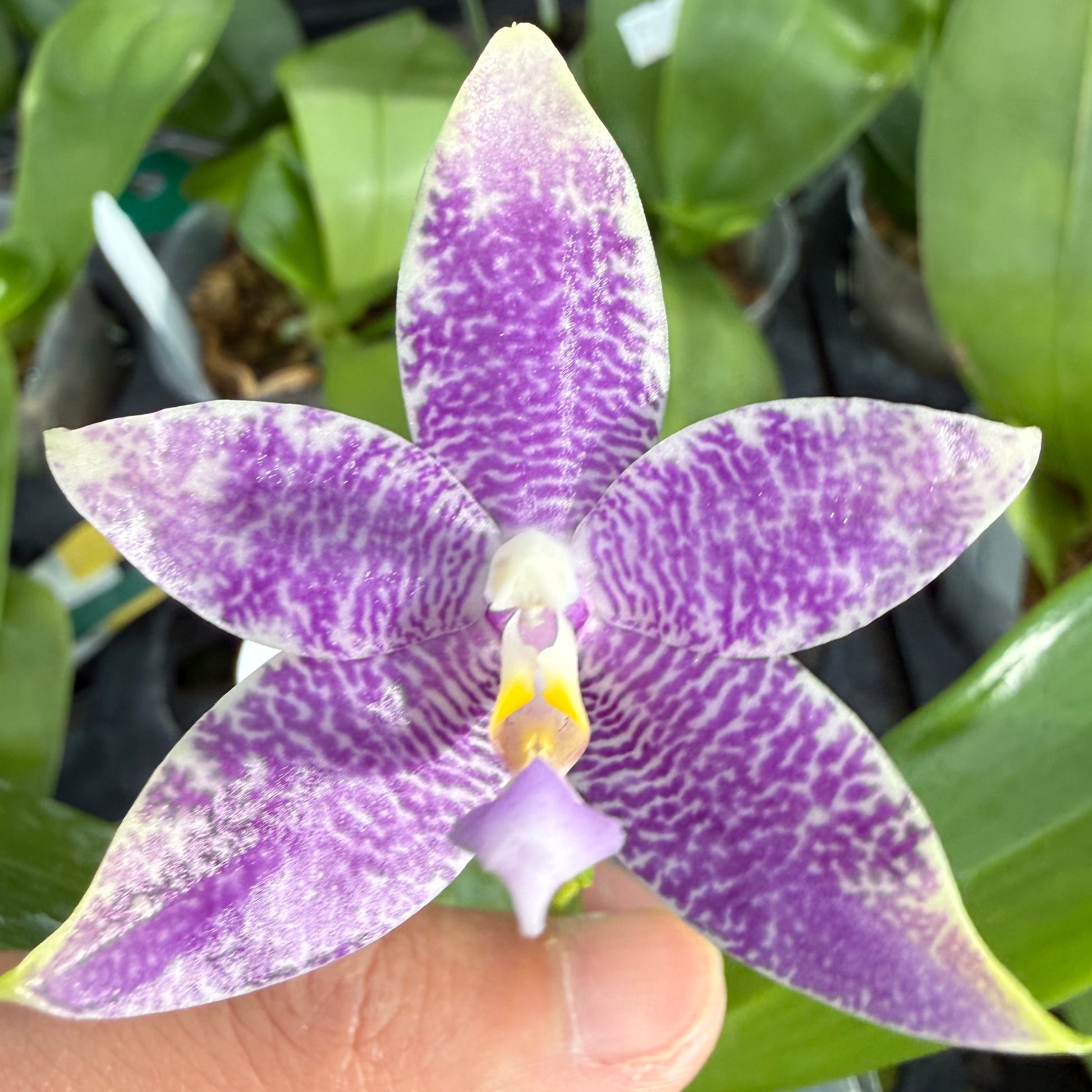 HCorchids