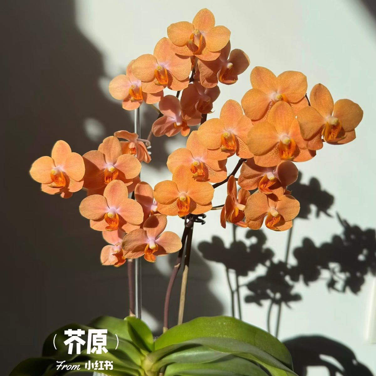Ascps. Irene Dobkin ‘Elmhurst’